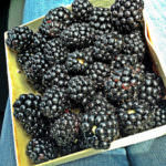 Blackberries_Manoff