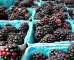 Blackberries_Shady Brook_photo credit L. Goldman