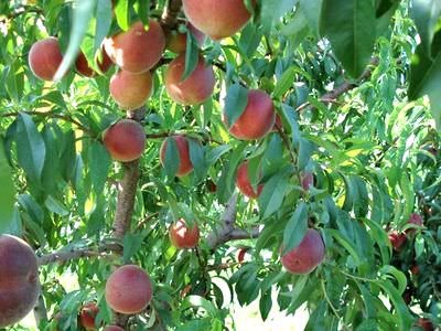 Manoff peaches