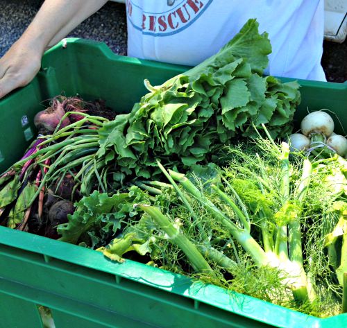Produce from Roots to River Farm