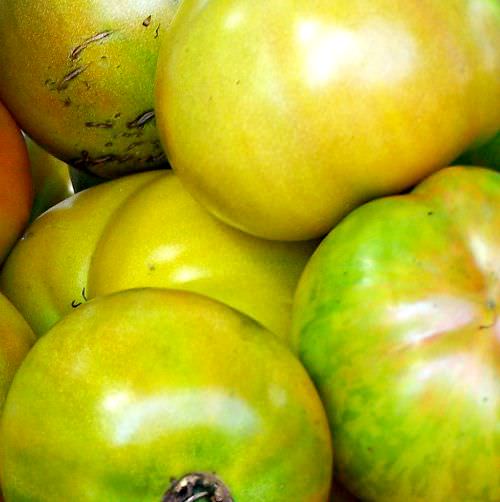 Recipes for the Season: Fried Green Tomatoes