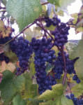 grapes