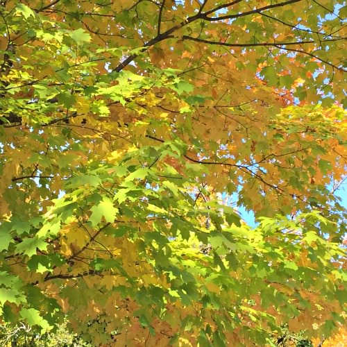 Fall leaves 2015; photo credit Lynne Goldman