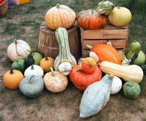 Winter Squash Tasting