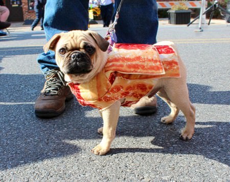Pug Dressed like Bacon