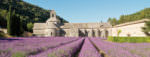 Abbaye de Senanque lavender