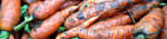 PageLines- Carrots_banner_110x256.jpg