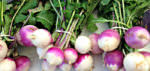 Turnips_photo credit Lynne Goldman