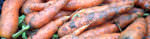 PageLines- carrots_Jan2014_banner.jpg