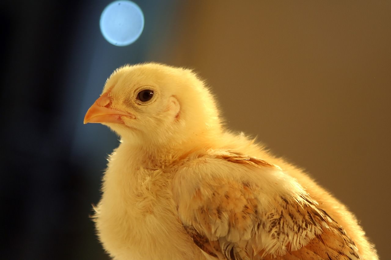 Chicken, Pixabay