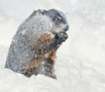 cold groundhog snow_304x267