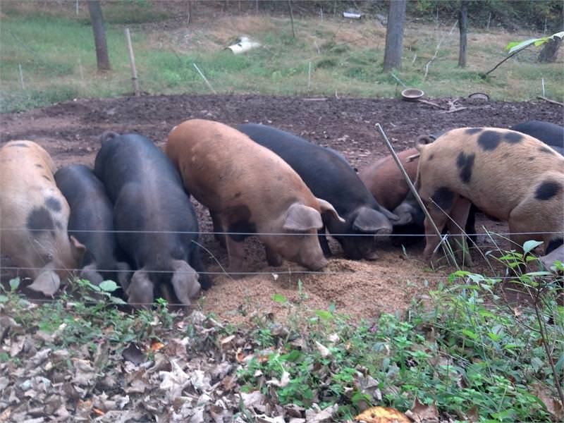 Pig Roast, Bobolink Farm website