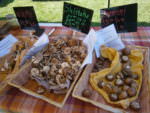 Mainly Mushrooms at the Wrightstown Farmers Market; photo credit Lynne Goldman