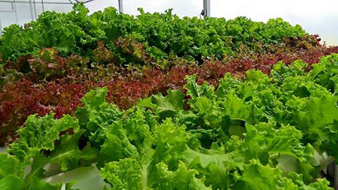 Lettuce, Yardley Farmers Market Facebook