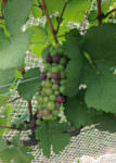 Unami Ridge grapes_netting