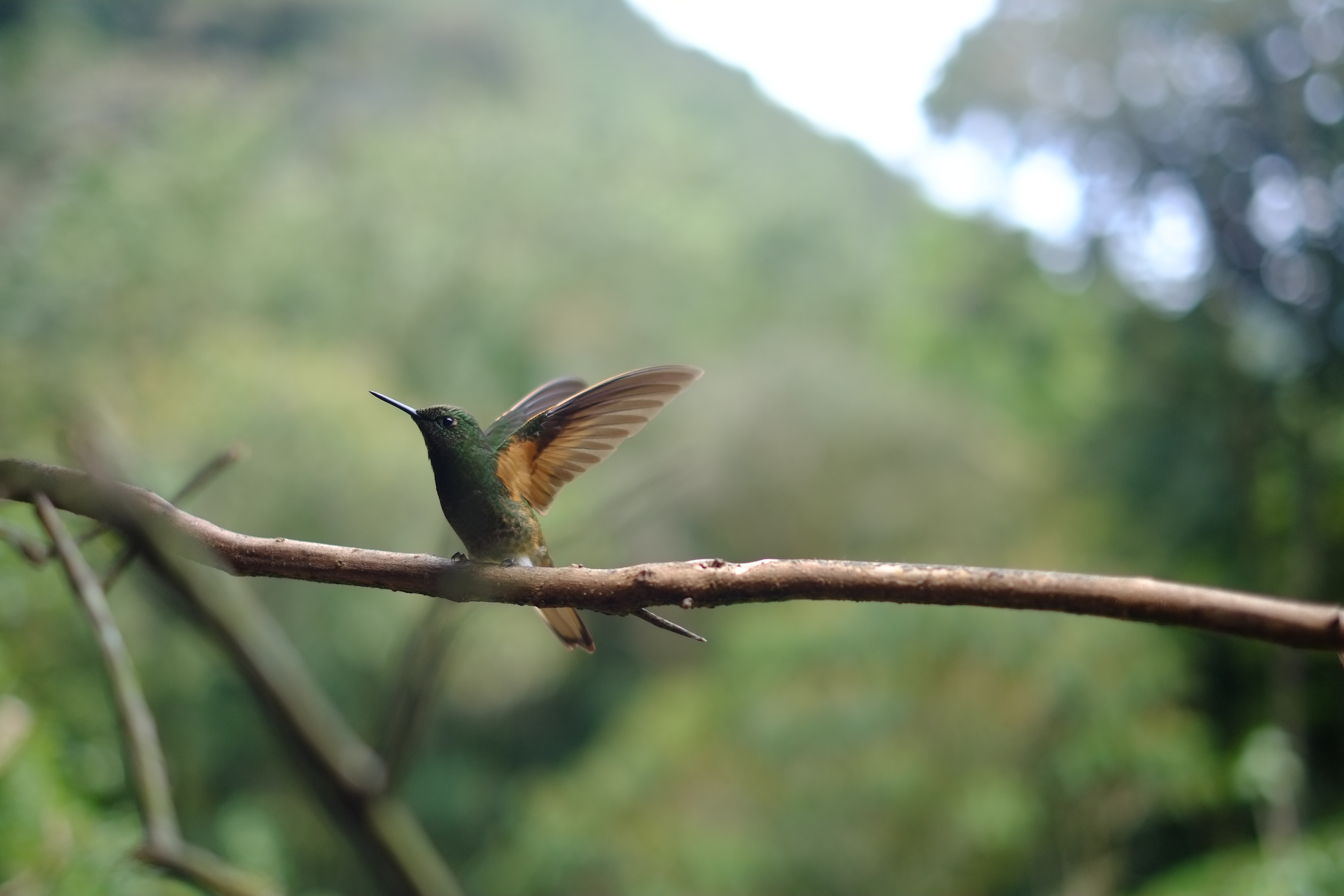 Hummingbird, Roger Burkhard