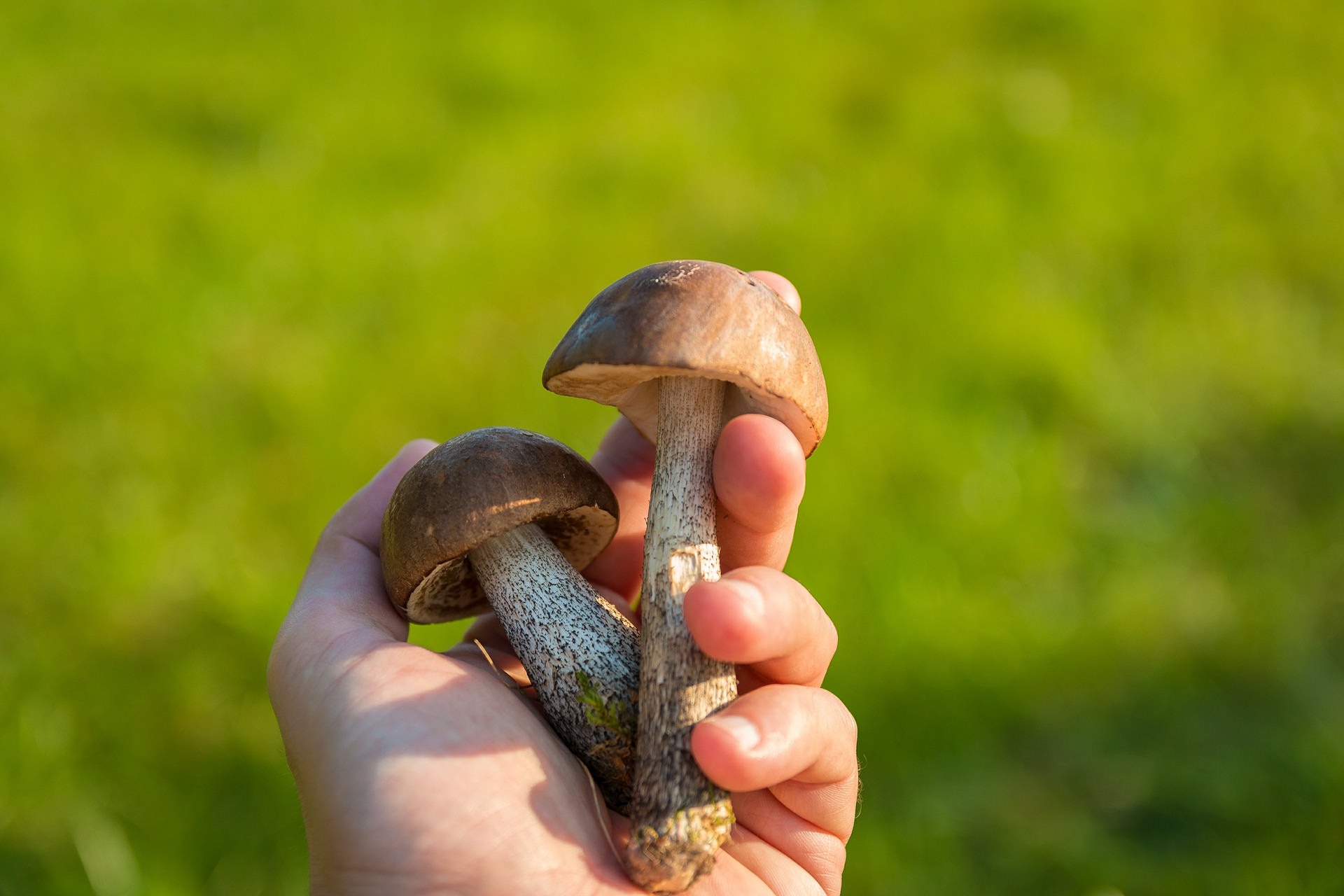 Mushrooms, Pixabay
