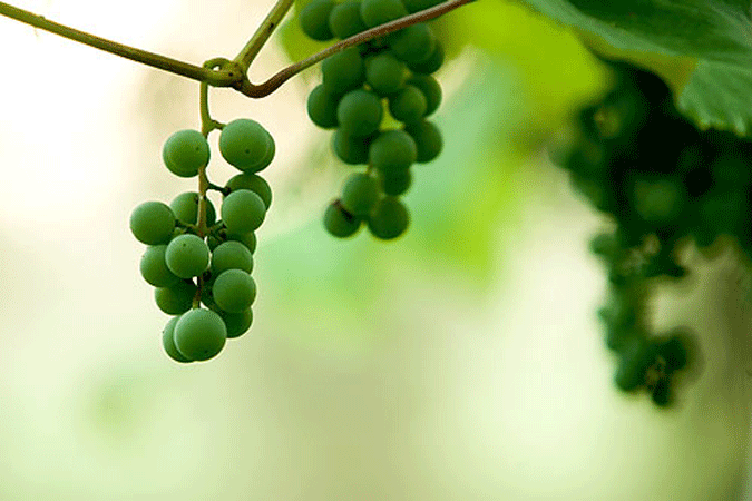 Vineyards, Crossing Vineyards and Winery