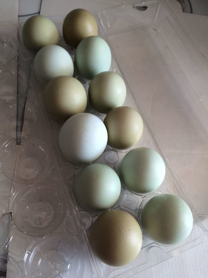 Eggs, Durham Glen Farms