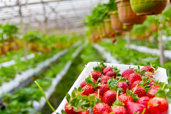 Pick-your-own strawberries in Bucks County: 2017