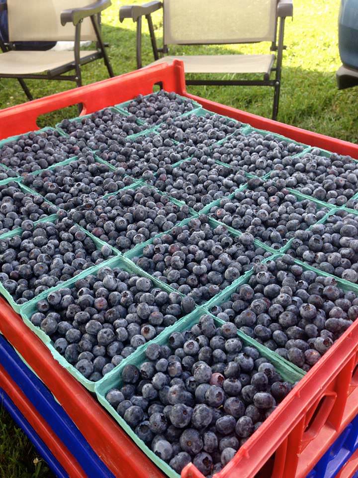 Blueberries, Wrightstown Farmers Market