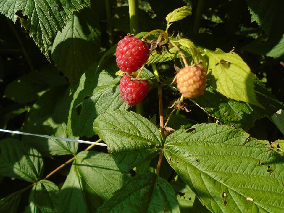 Raspberries, Palovchak's Produce