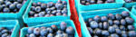 PageLines- Blueberries_banner.jpg