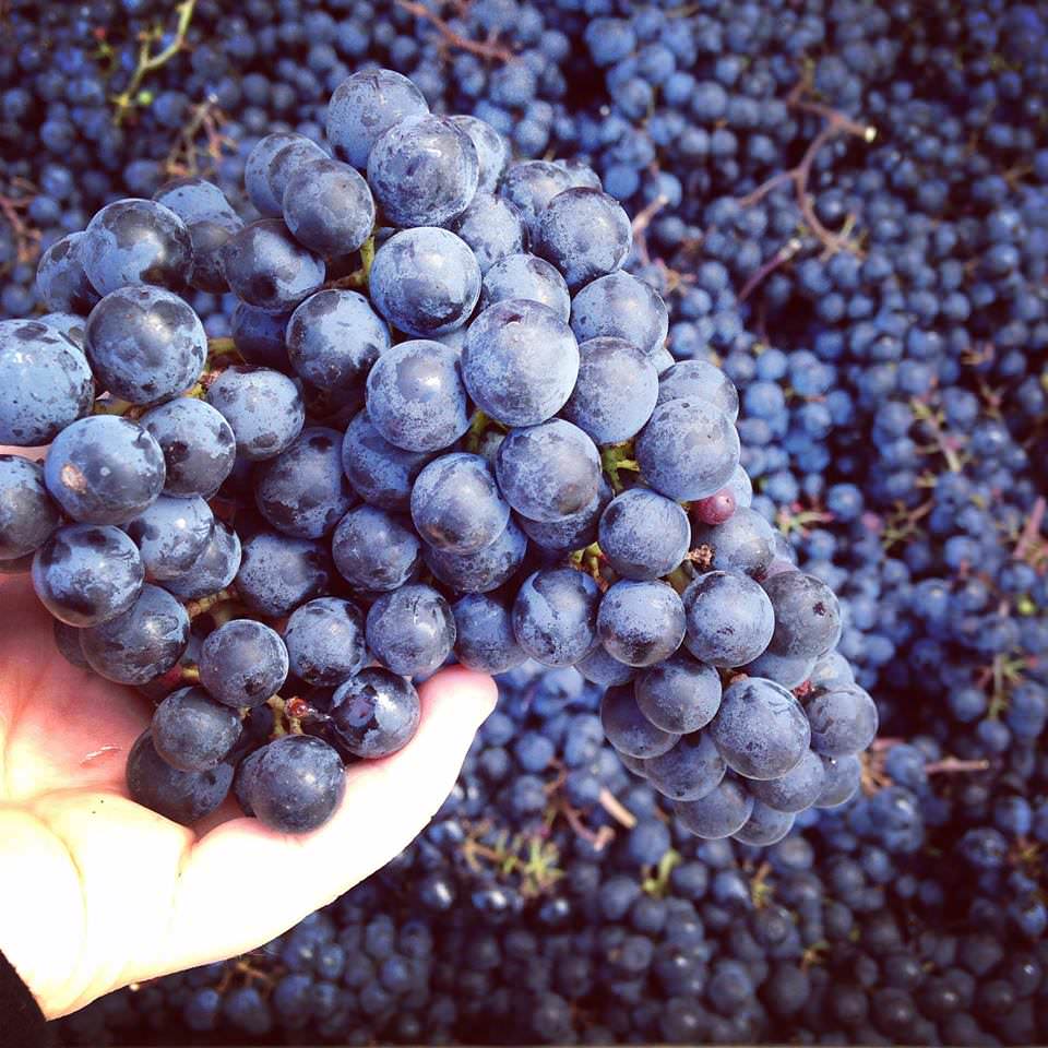 Wine grapes, Unionville Vineyards