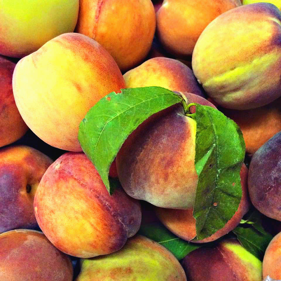 Peaches, Bechdolt Orchards