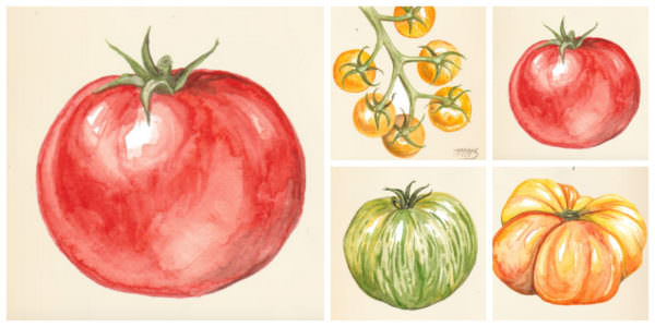 Tomatoes, PAVeggies.org