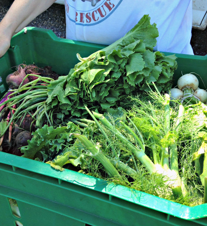 Rolling Harvest Food Rescue's Cathy Snyder holds produce donated by Roots to River Farm; photo credit Lynne Goldman