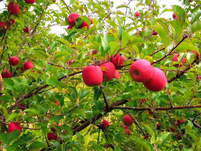 Apples, Solebury Orchards