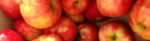 PageLines- apples_Solebury_banner_1200x326.jpg