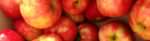 PageLines- apples_solebury_banner_1000x271.jpg