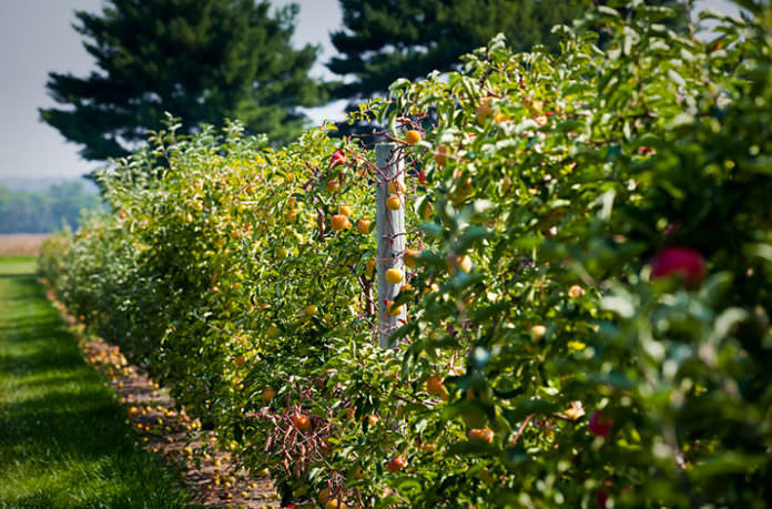 Courtesy: Delaware Valley University. Apples growing at the Gemmill Farm