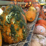 pumpkins-gourds
