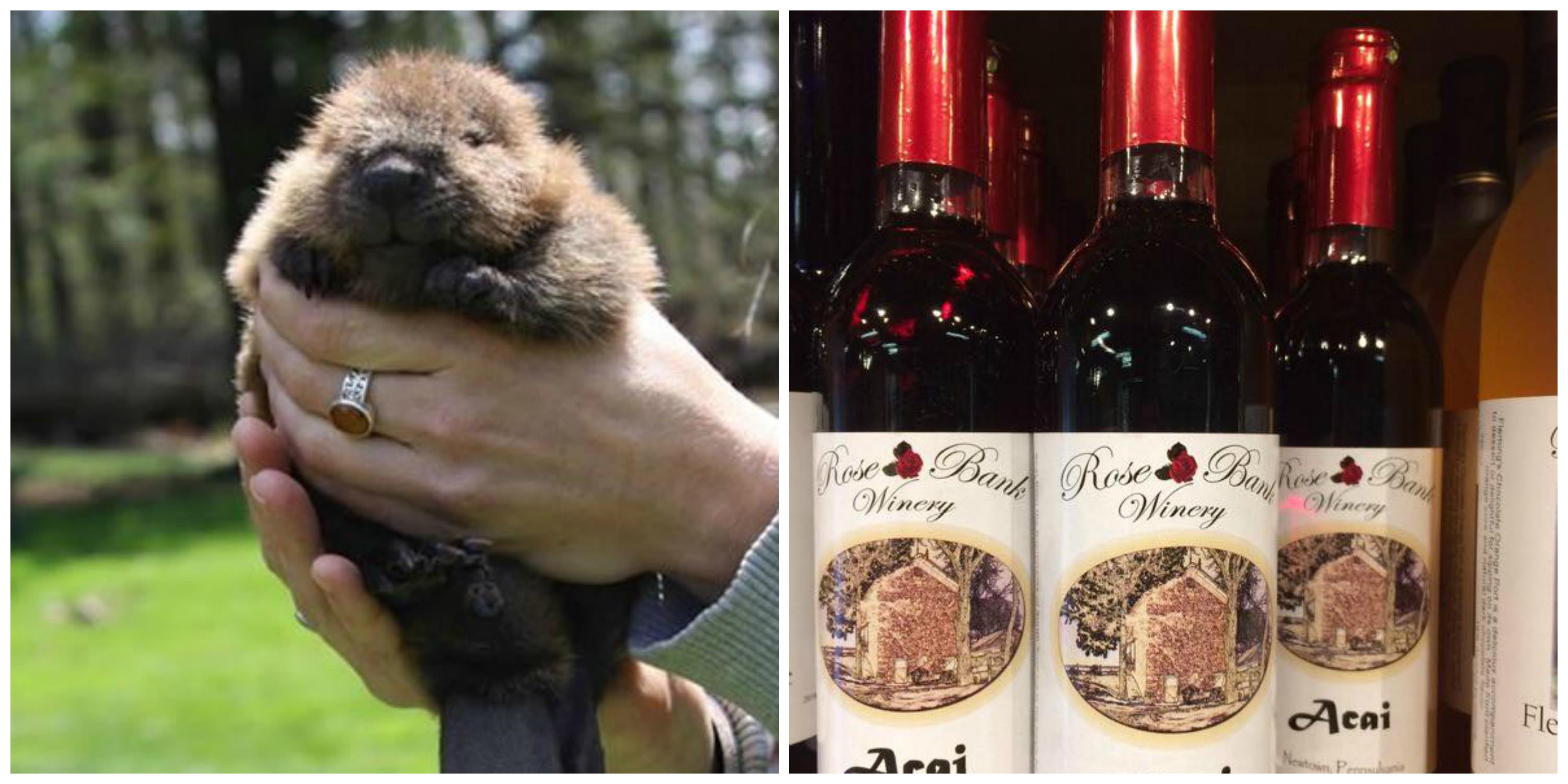 Aark wildlife animal and Rose Bank Winery wines