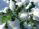 snow-bound-leafy-greens