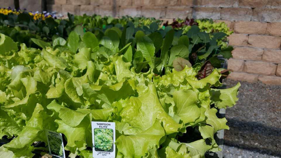 Lettuce Homestead Farm Market