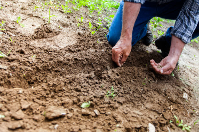 Man planting a seed