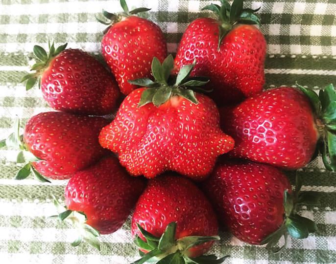 Rolling Hills Farm strawberries