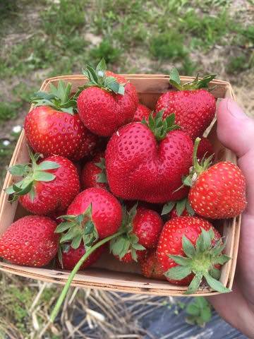 Hellerick's strawberries
