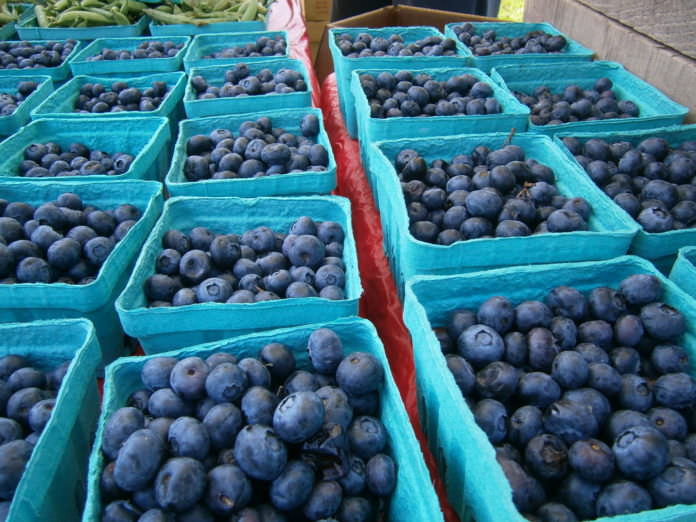 Blueberries at Shady Brook Farm Blueberries at Shady Brook Farm