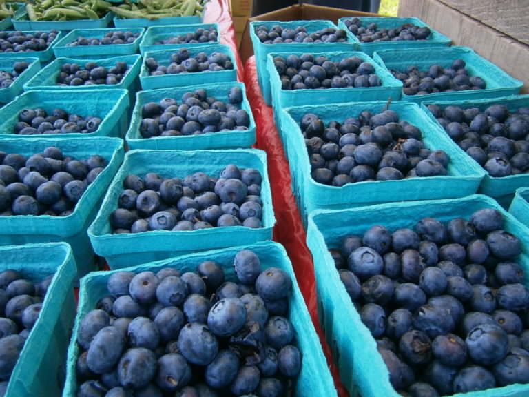 Blueberries, cherries and raspberries in Bucks County, PA