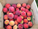 Bedminster Orchards peaches