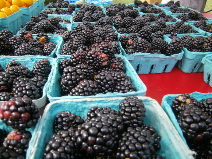 Blackberries; Shady Brook Farm