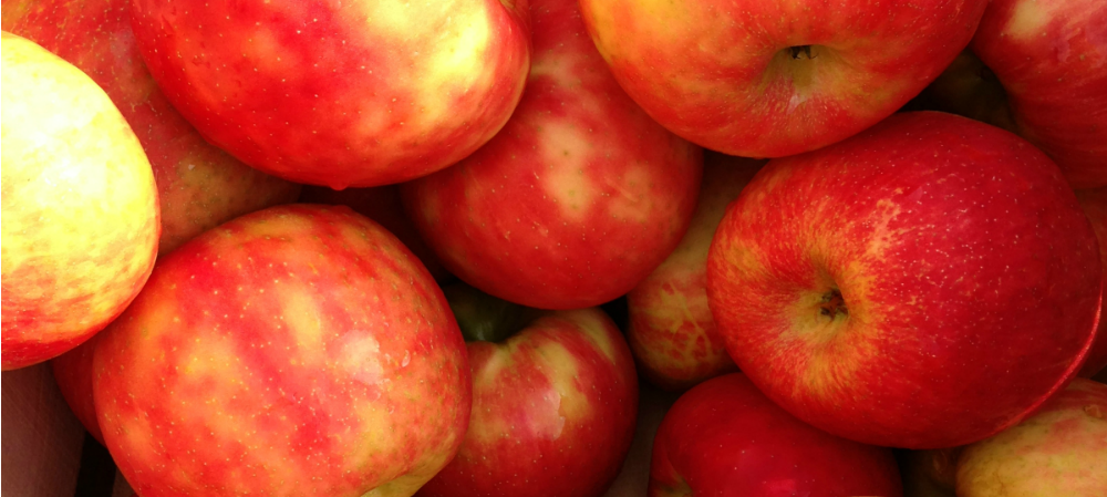 Honey Crisp Apples from Solebury Orchards_photo credit Lynne Goldman