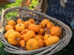 Pumpkins_MHF_Oct 5