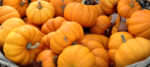 Pumpkins_MHF_Oct 5_1000x447