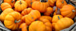 Pumpkins_MHF_Oct 5_1108 x 447